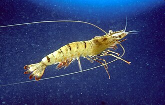 Black Tiger Prawn
