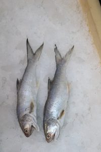 Rawas (Indian Salmon)