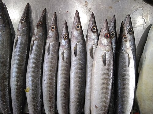 Barracuda