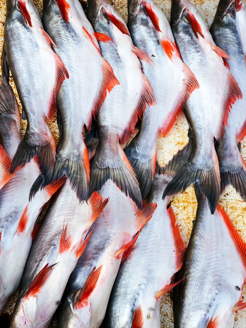 Sole Fish