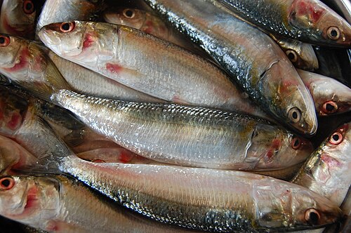 Indian Oil Sardine