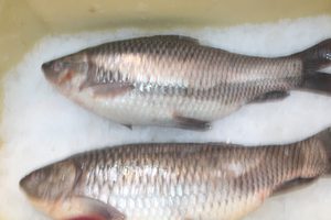 Rohu
