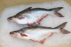 Pangasius (Pangas)