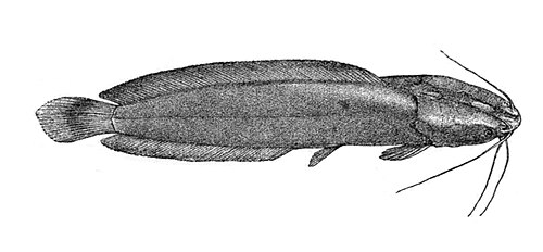 Magur Catfish