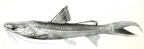 Singhara Catfish