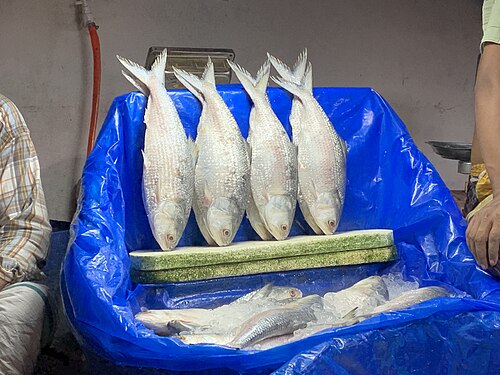 Hilsa