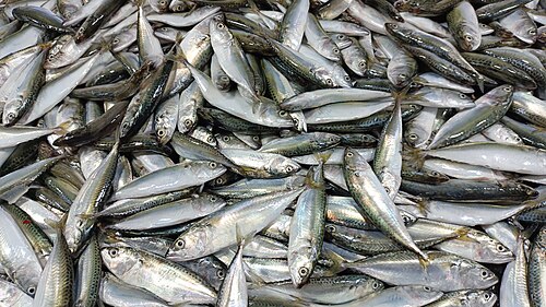 Indian Mackerel
