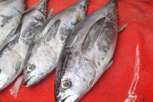Yellowfin Tuna